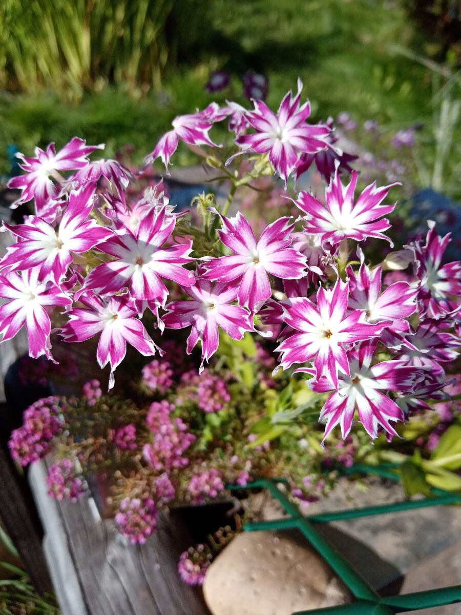 Яркий флокс Друмонда/фото автора