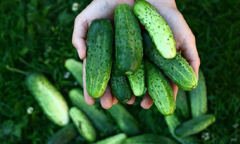 Как превратить каждый саженец огурца в источник немыслимого урожая: секреты натуральной подкормки и умного полива