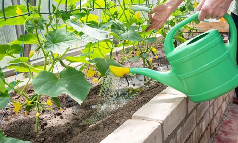 Как превратить каждый саженец огурца в источник немыслимого урожая: секреты натуральной подкормки и умного полива