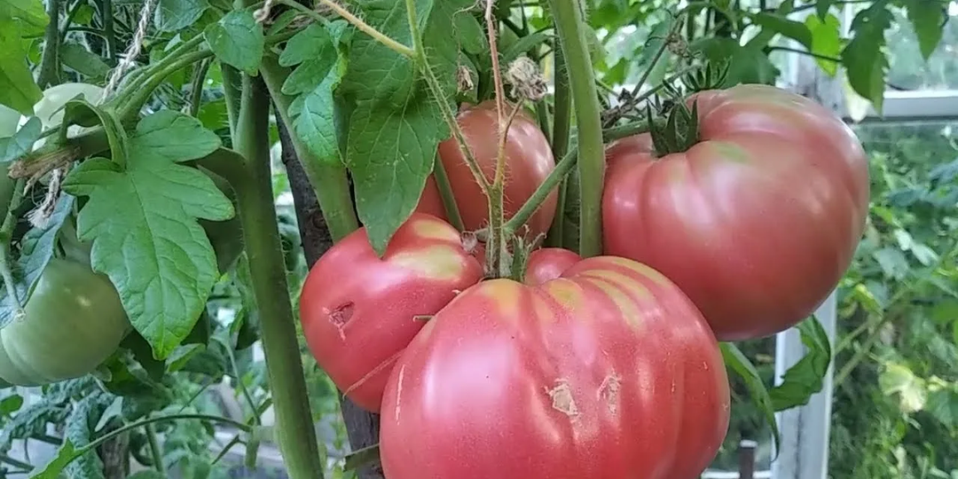 Стойкие к заболеваниям сорта томатов, по моим наблюдениям