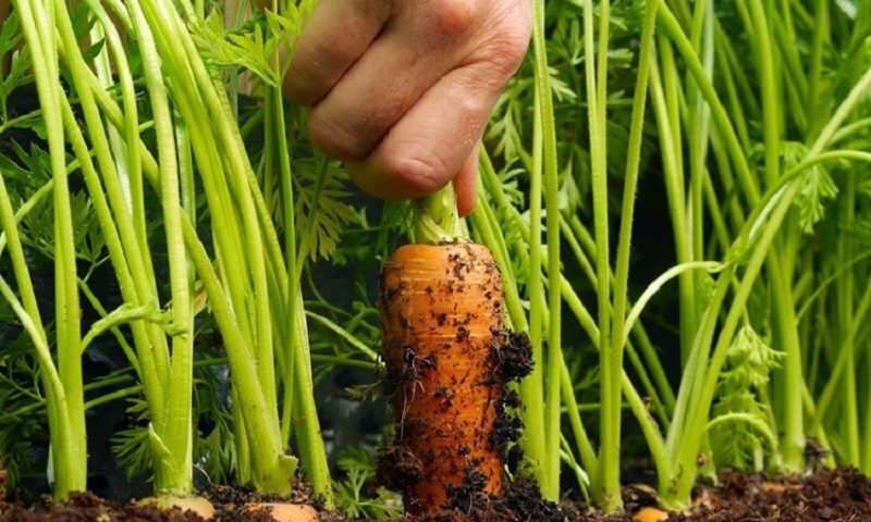 Самый быстрый способ прорастить морковь: удивительный результат без химии — урожайные грядки за три дня