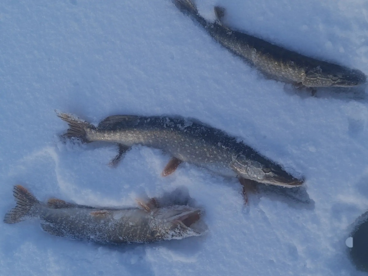 Фото из архива