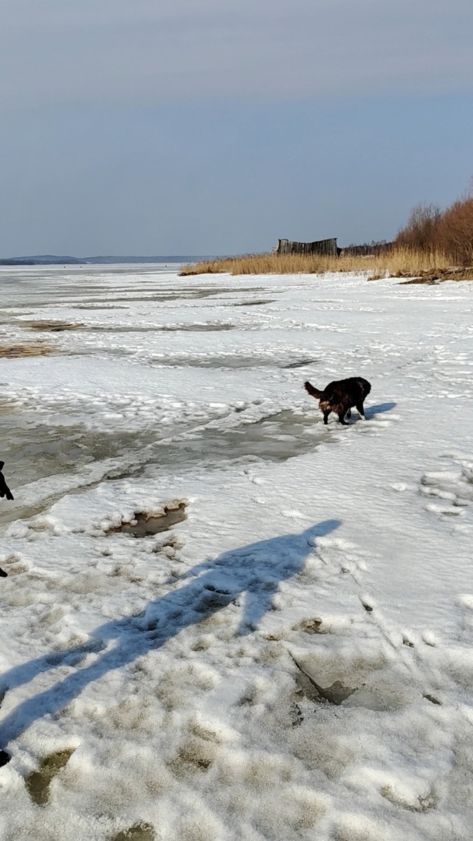    В Питкяранте спасатели вытащили собаку, провалившуюся под лёд озераhttps://vk.com/gims_pit