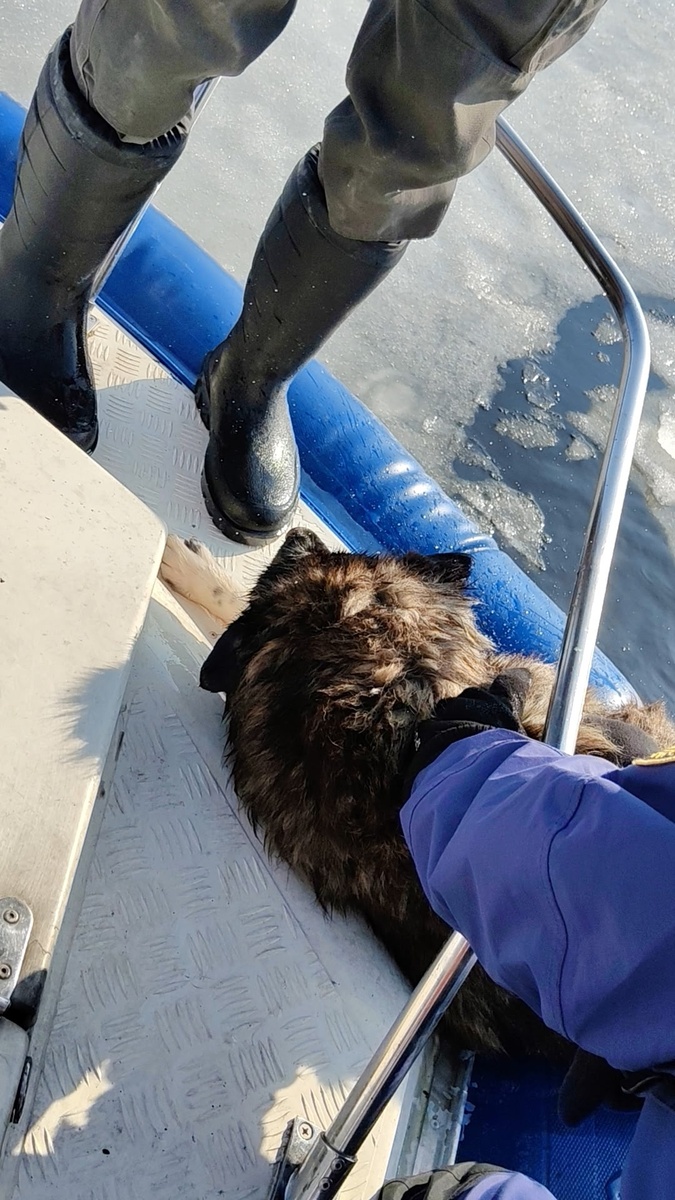    В Питкяранте спасатели вытащили собаку, провалившуюся под лёд озераhttps://vk.com/gims_pit