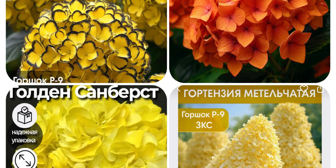 Гортензии, которых нет 🌈❌ , обмани меня красиво!