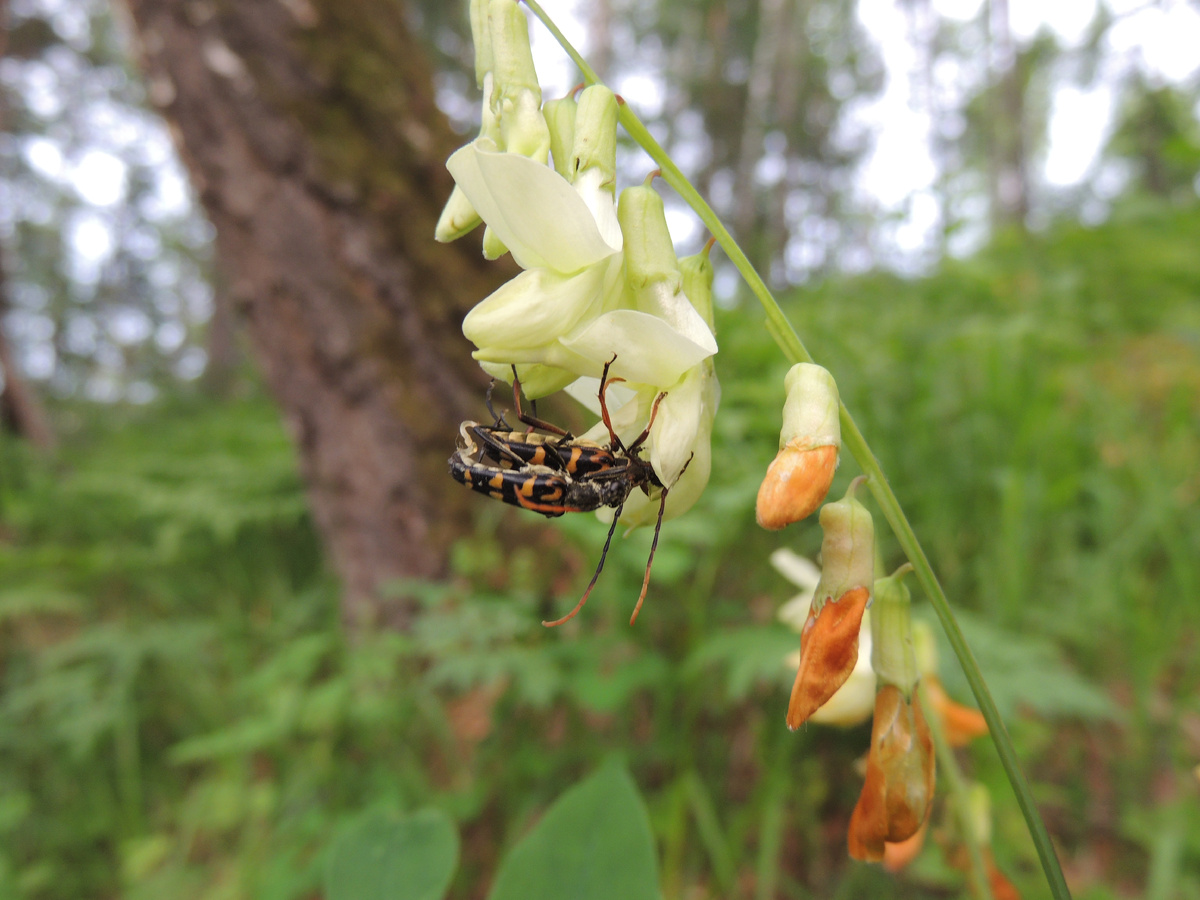 Пестряк пятнистый и чина луговая
