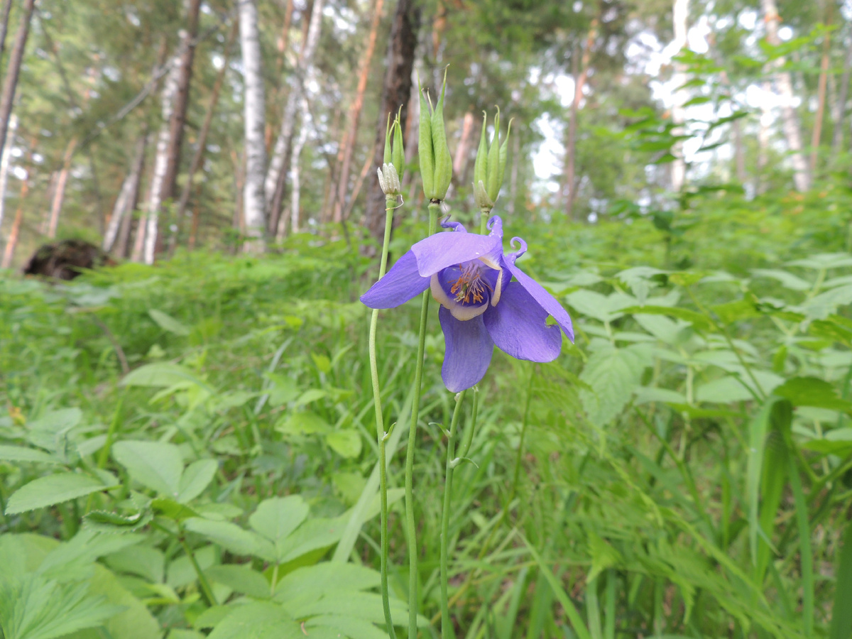 Цветок с орлиными когтями — Водосбор (Аквилегия)