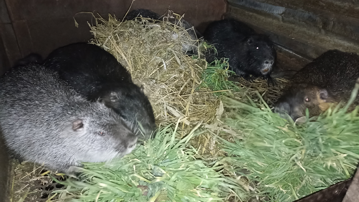 Семья нутрий