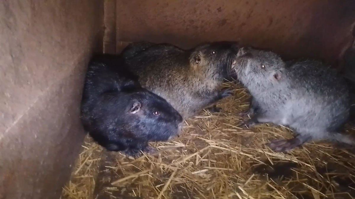 Самец с самкой "выясняют отношения"