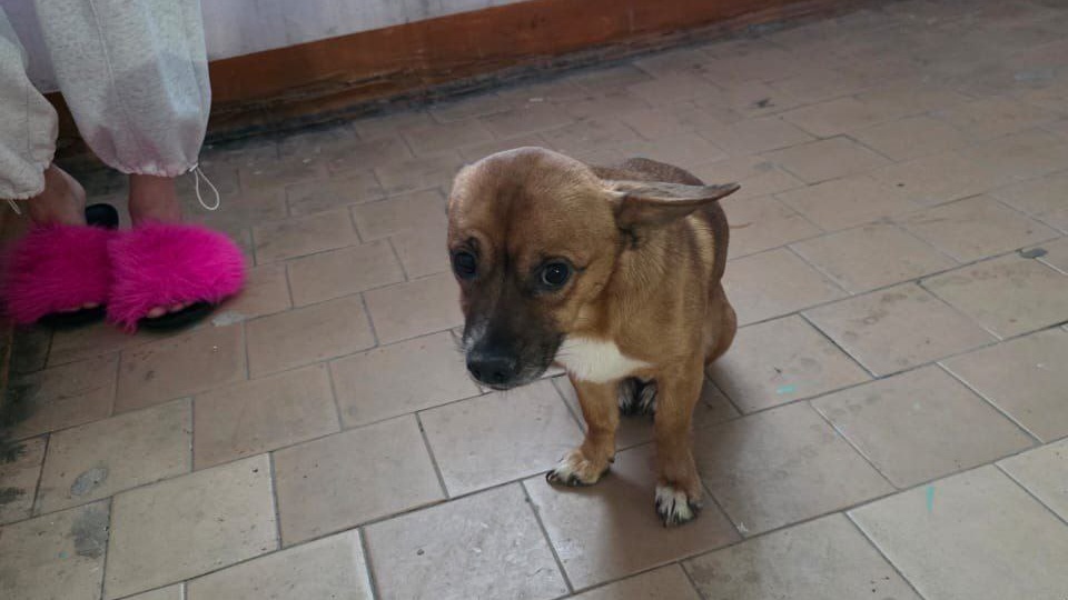 В чем её вина? И почему издеваться над животными у нас норма и всех все устраивает?