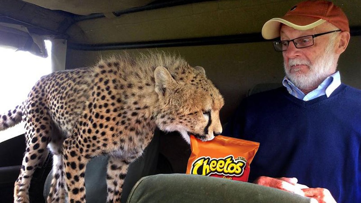 Самый мирный хищник: почему гепарды никогда не нападают на людей