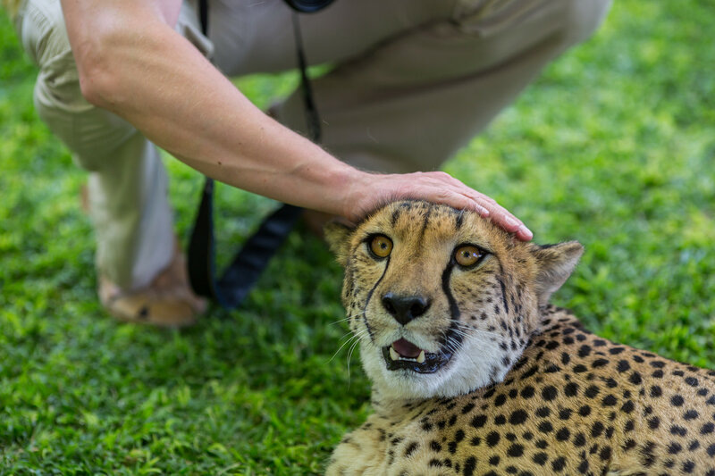 Самый мирный хищник: почему гепарды никогда не нападают на людей