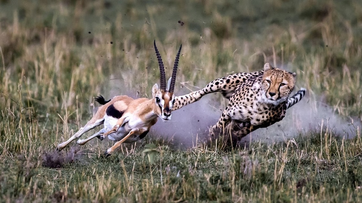 Самый мирный хищник: почему гепарды никогда не нападают на людей