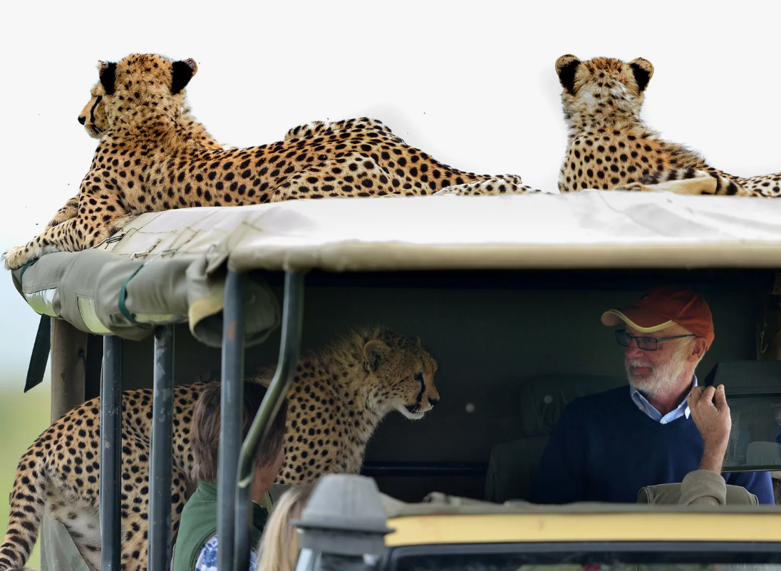 Самый мирный хищник: почему гепарды никогда не нападают на людей