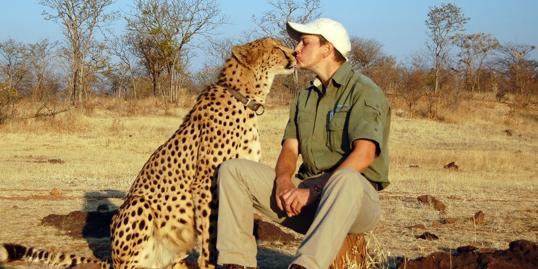 Добрый котик: Почему гепарды никогда не нападают на человека?
