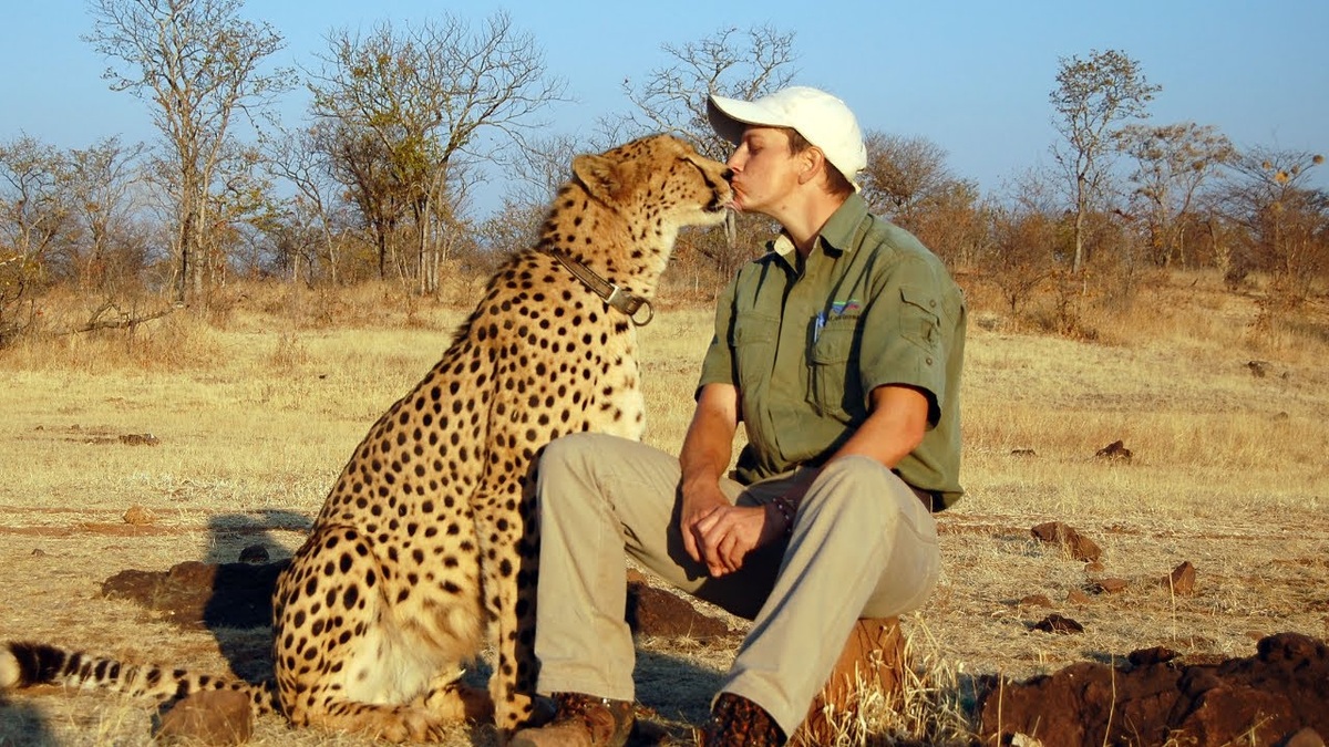 Самый мирный хищник: почему гепарды никогда не нападают на людей