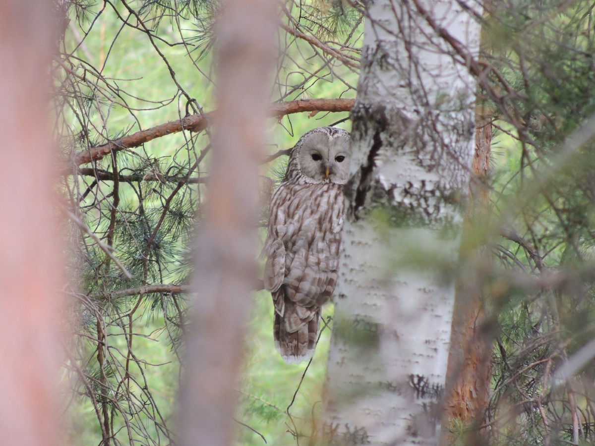 Длиннохвостую неясыть (Strix uralensis)