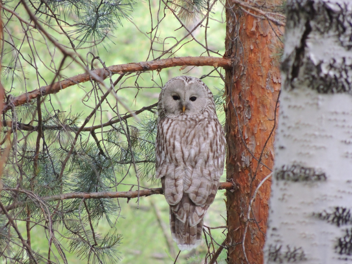 Встреча с длиннохвостой неясытью — это всегда подарок
