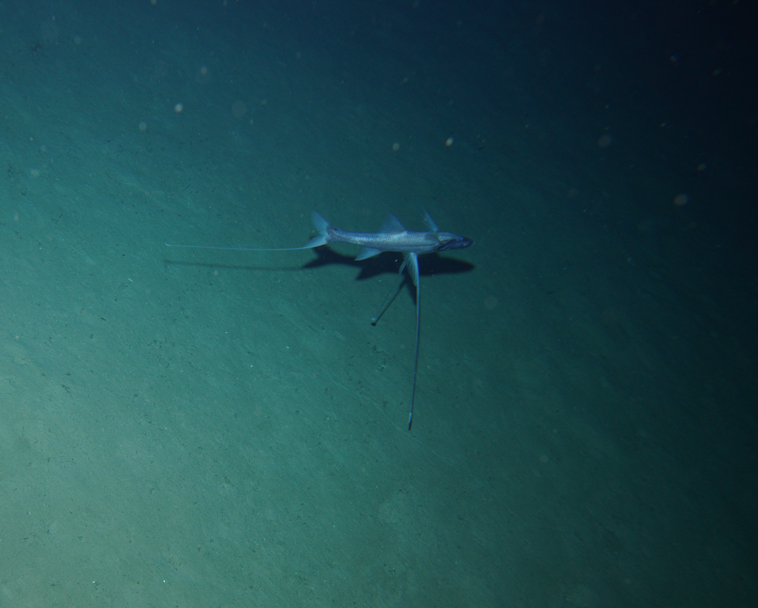 Как будто свободное пулемётное гнездо на дне океана.