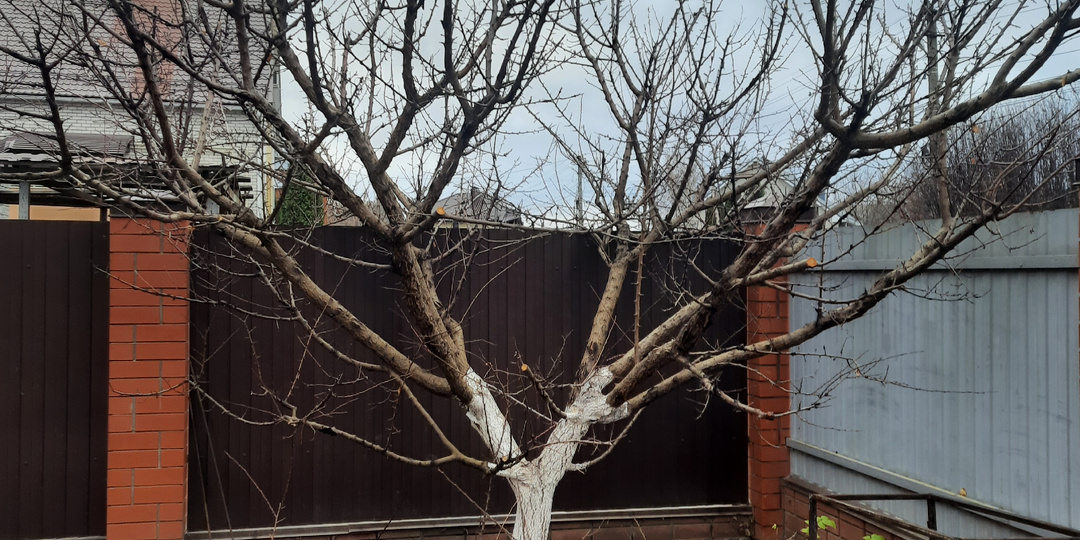 Для садоводов средней полосы Европейской части, наступил лучший срок обрезки плодовых деревьев.