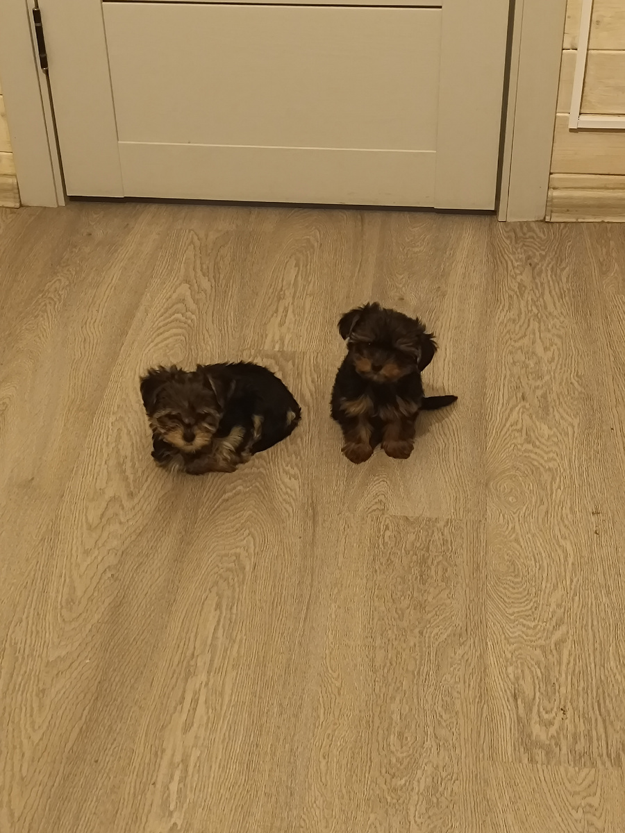 Слева Дейзи, справа Бэтти. 