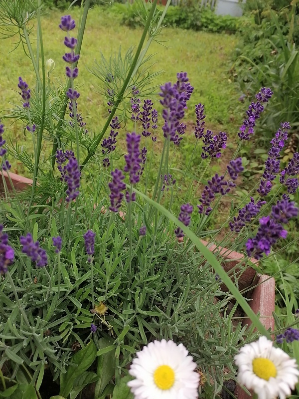Лаванда. В период цветения я её собрала.