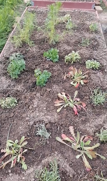 Высадила рассаду, приживается. 