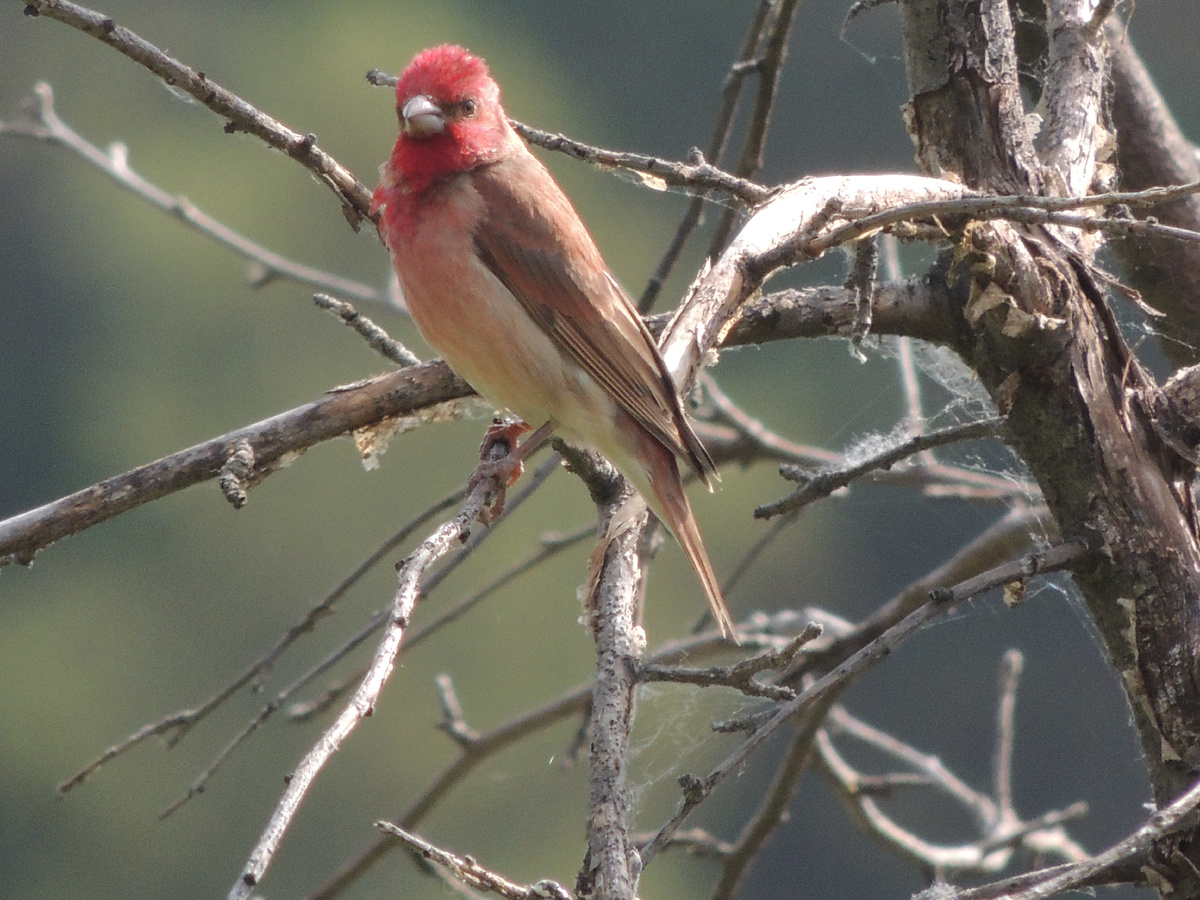 самец чечевицы