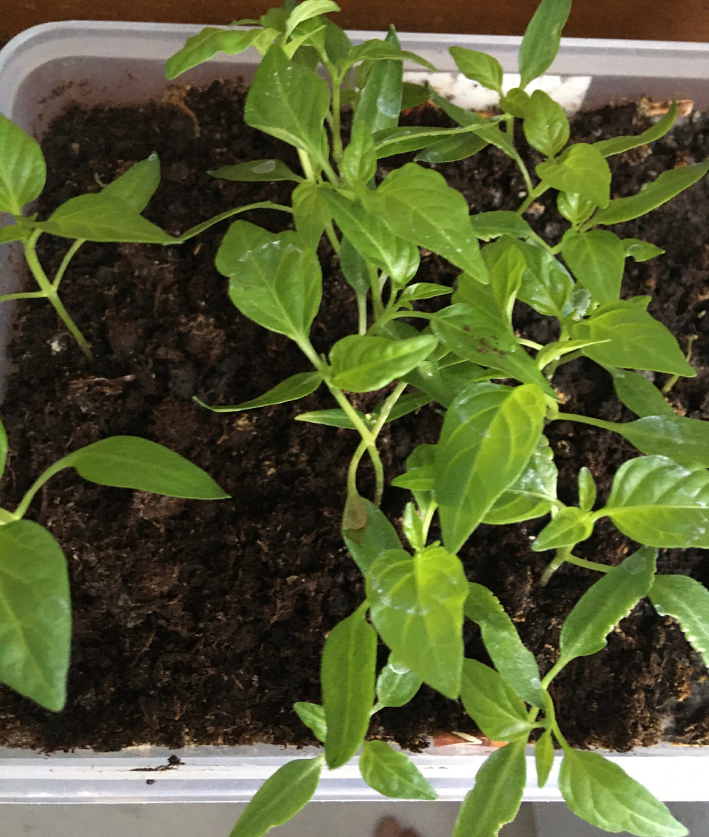 Только 2 сорта из трёх взошли