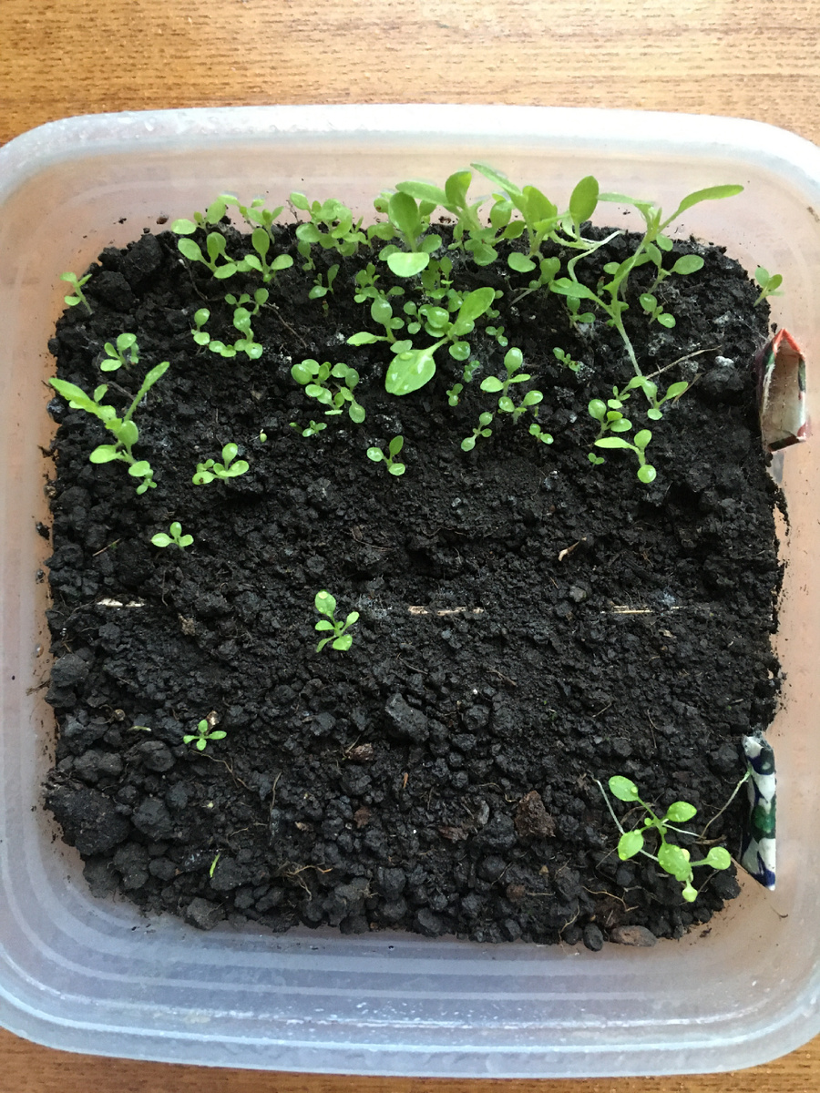 Взошло то, что вовремя не успело