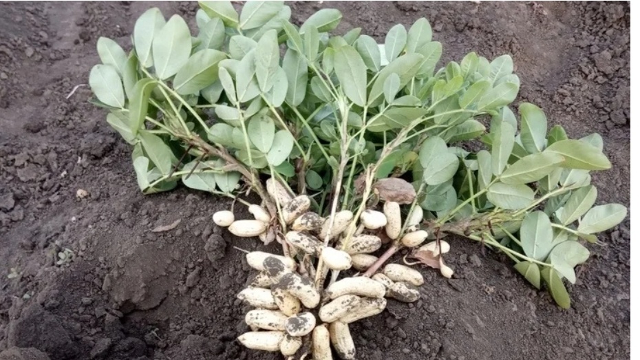 Фото из открытого источника