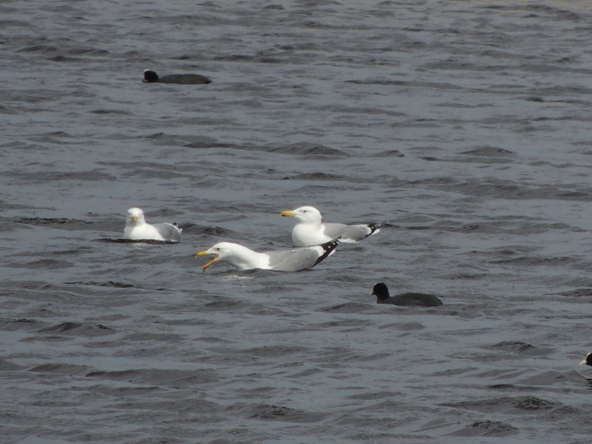 серебристая чайка (Larus argentatus)