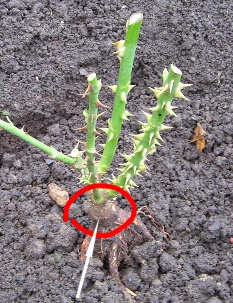 Прививка у розы. Фото из свободных источников.