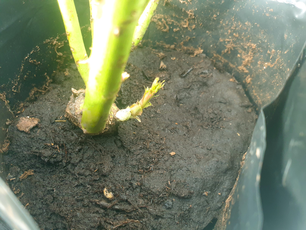 Базальный побег растущий от прививки. Фото автора.