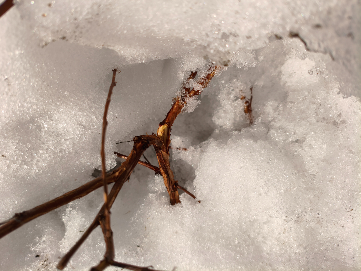 Пузыреплодник калинолистный