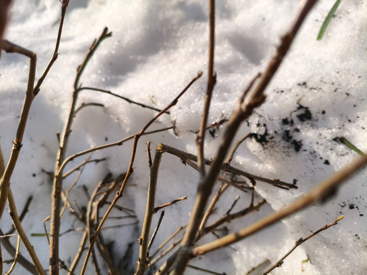 Кизильник блестящий. Обрежу покороче, только гуще станет. 