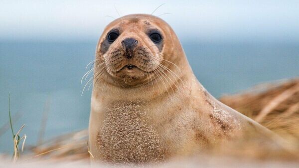    © a_different_perspective-2135817/pixabay