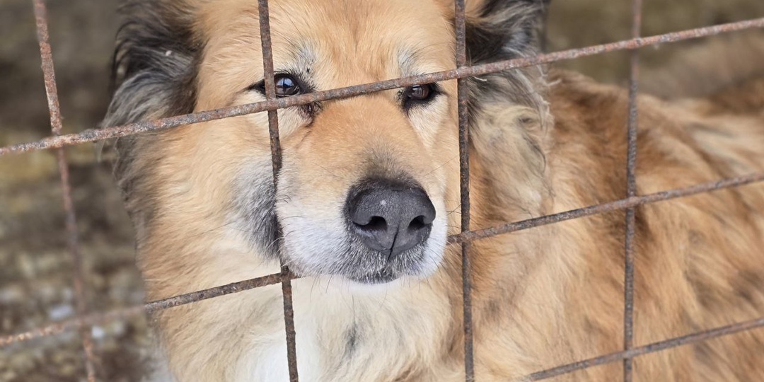 Приют ЗОО Дом - это...