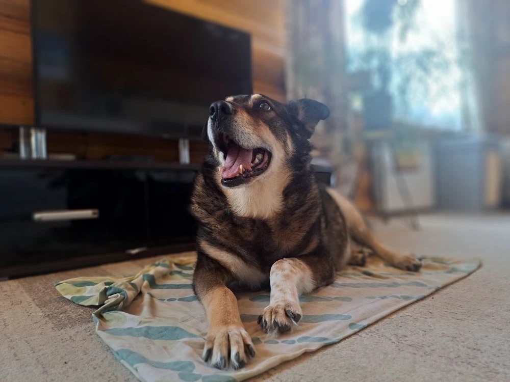 Разве можно его не любить?