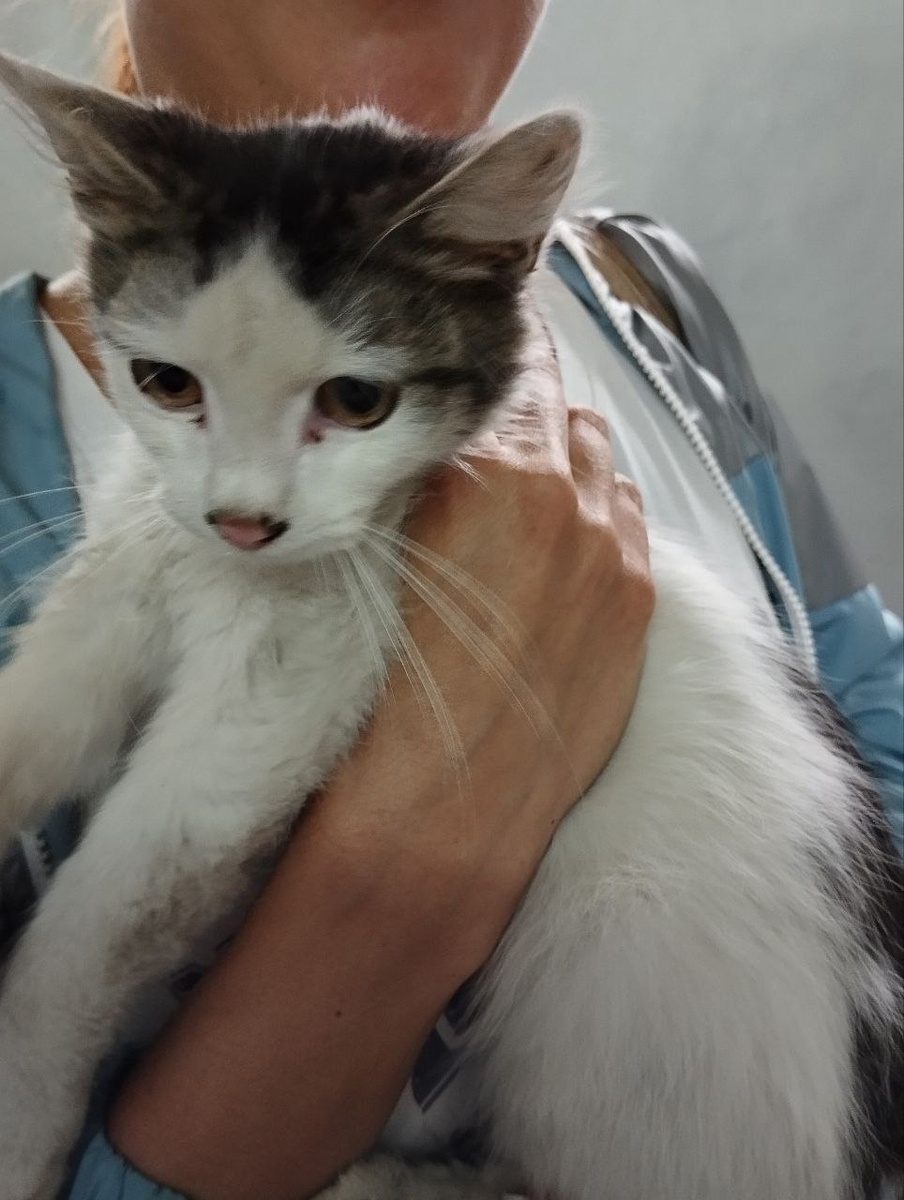 Вот таким нашли этого котоклопа