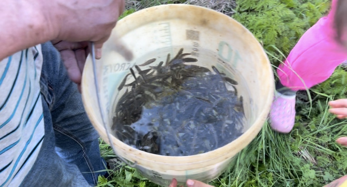 Таких ведер было несколько. Рыбу привезли в большом кубе, с подключенным кислородом.