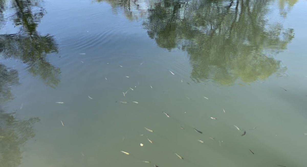 Кто тут кто - не разобрать. Кормились все обитатели реки, даже раки приползали.