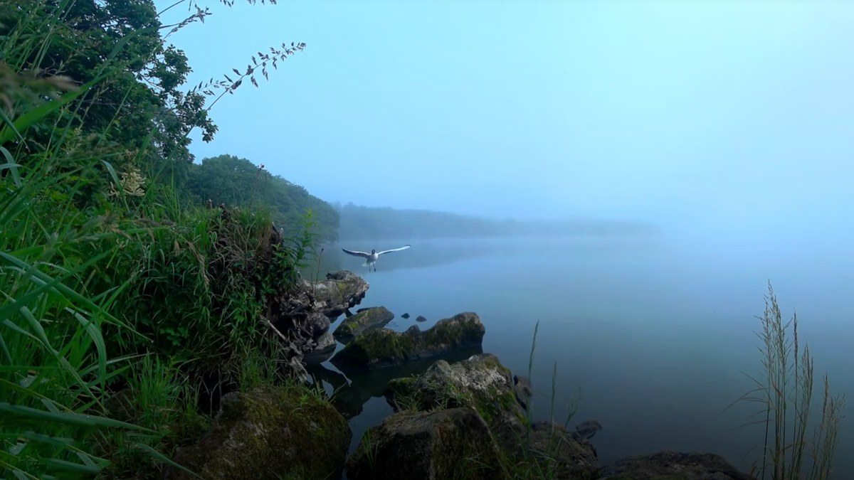 Авторское фото «Чайка на озере утром»