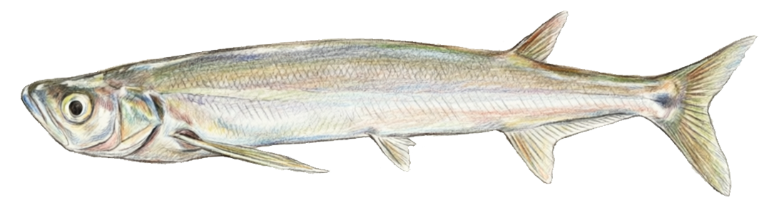 Macrochirichthys macrochirus