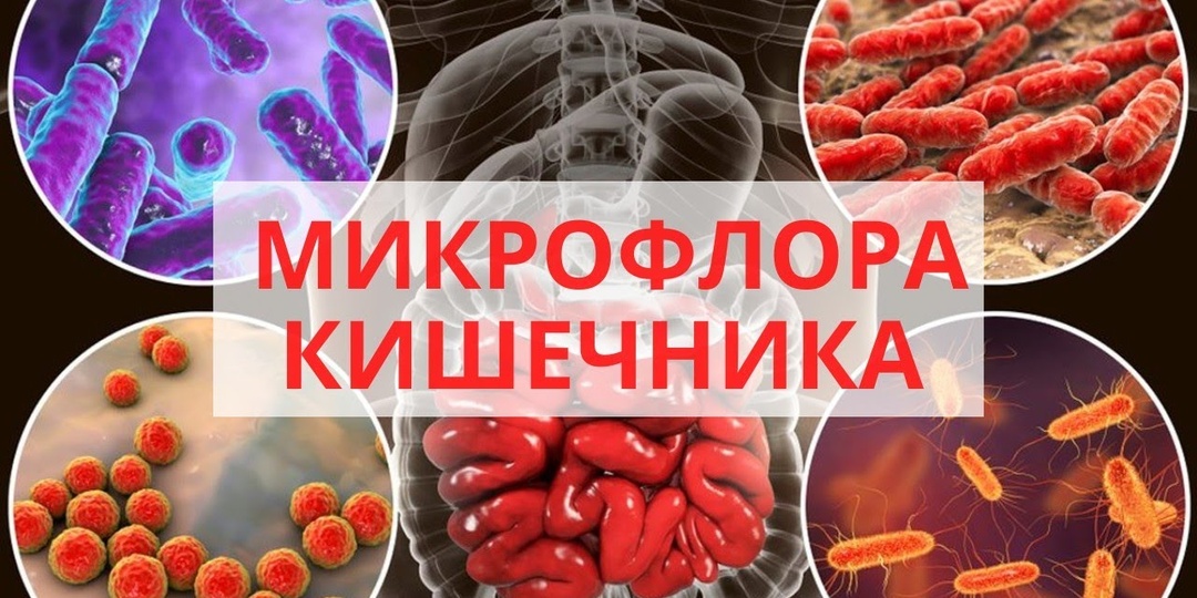 Как поддерживать здоровую микрофлору кишечника