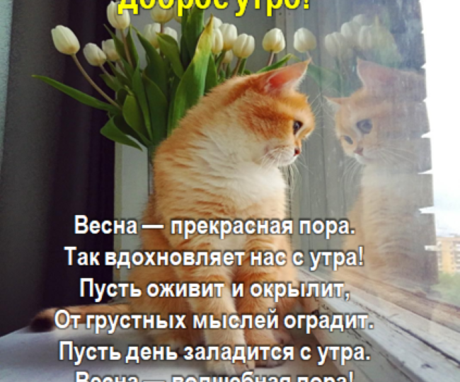 Весняшки-котяшки. Воскресные кошарики.