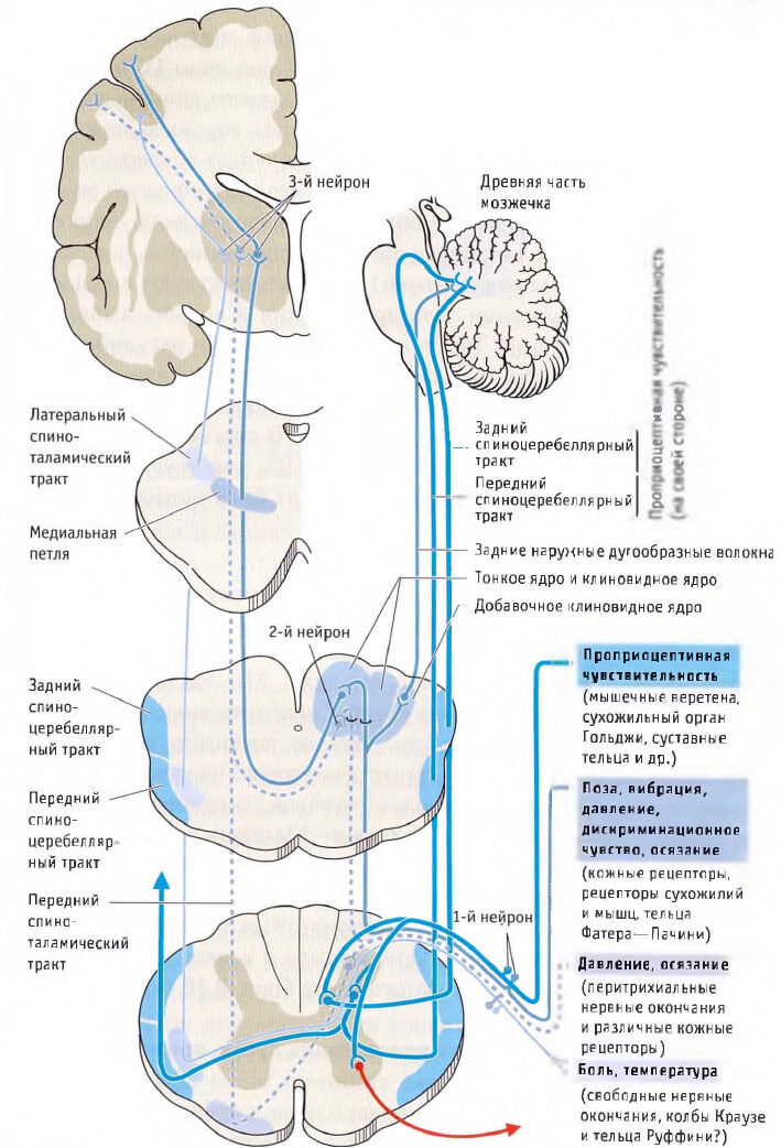 Топический диагноз в неврологии по Петеру Дуусу, Восходящие (чувствительные) пути.