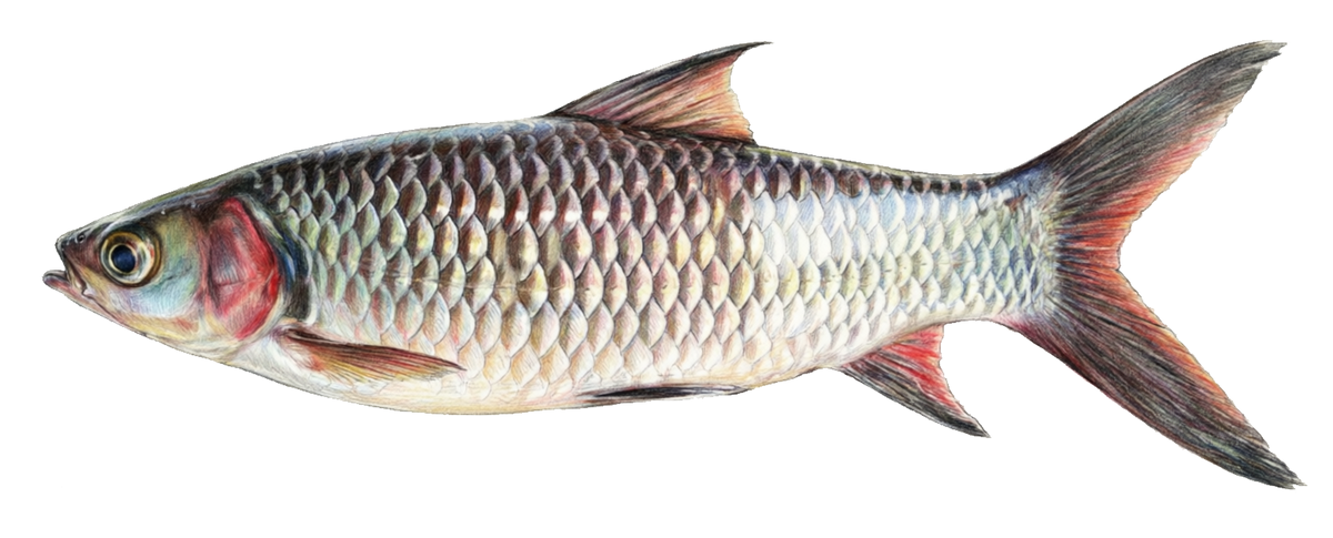 Leptobarbus melanopterus