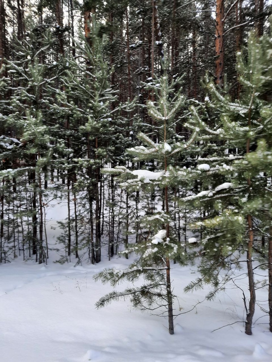 Фото автора.