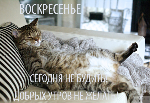 Яндекс картинки 